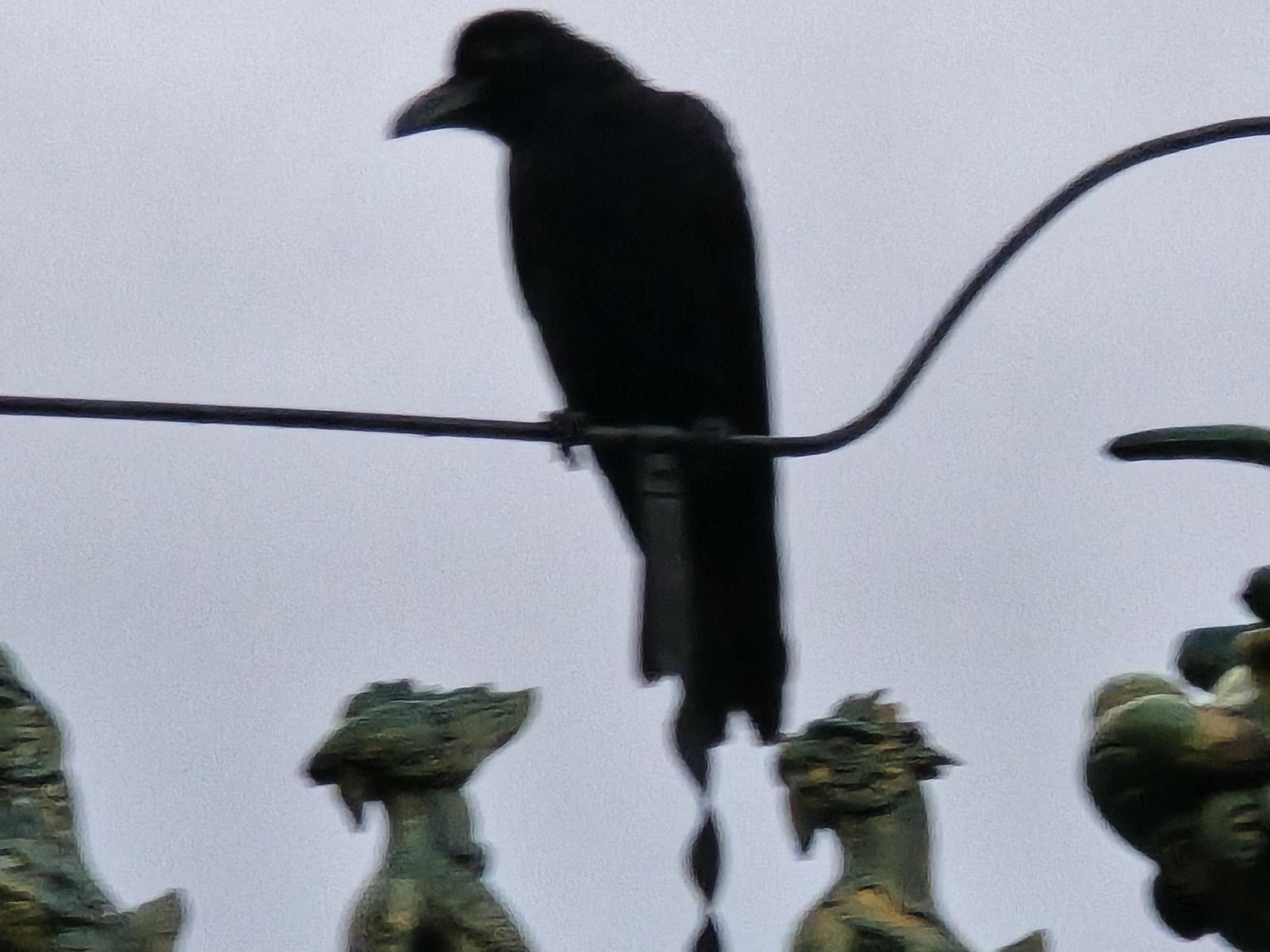Un pájaro posado en un cable sobre las figuras de un tejado chino